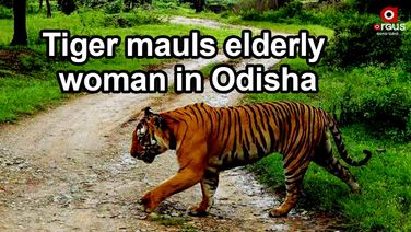 Tiger kills elderly woman in Nuapada village, fear looms large