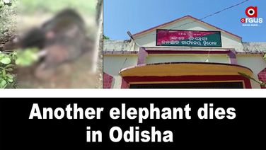 Ailing elephant dies in Dhenkanal