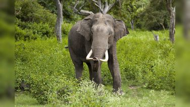 Mayurbhanj: Two Killed, Three Critical In Tusker Attack