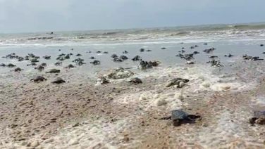253 Baby Olive Ridley Turtles Released Into BoB