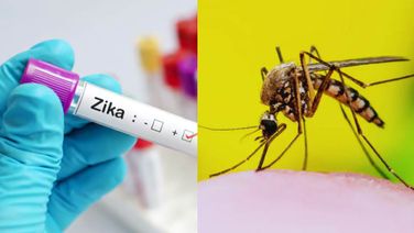Union Health Ministry Issues Advisory To States In View Of Zika Virus Cases From Maharashtra