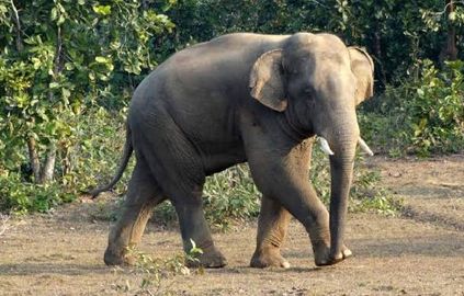 Wild animals in Odisha threatened with extinction