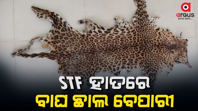 tiger-skin-seized-and-one-arrested-from-khurda
