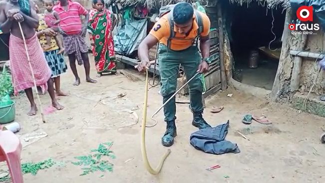 4-ft cobra rescued from flood-hit house at Kanas