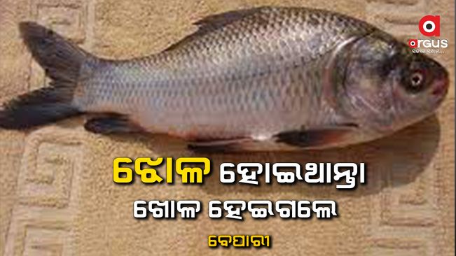 ଝୋଳ ପାଇଁ ବିକୁଥିଲେ ମାଛ, ଖୋଳ ହୋଇ ଘରକୁ ଫେରିଲେ