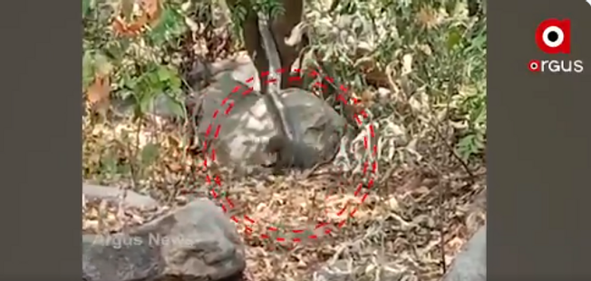 Mongoose injures 12-ft King Cobra in Balasore jungle