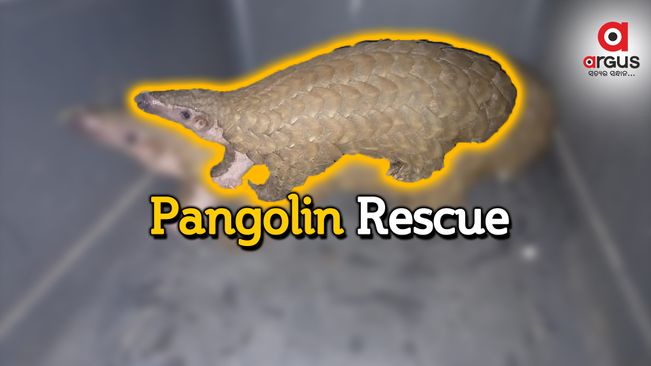 Pangolin rescued, scales seized, 2 held