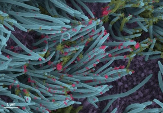 Not reduced genome sequencing capacity, says govt