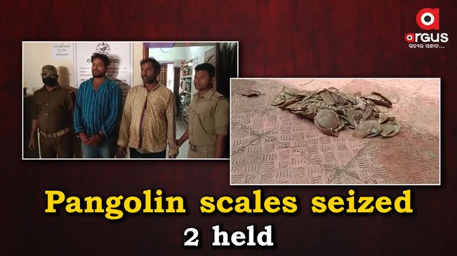 Over 3 kg pangolin scales seized in Khordha, 2 held