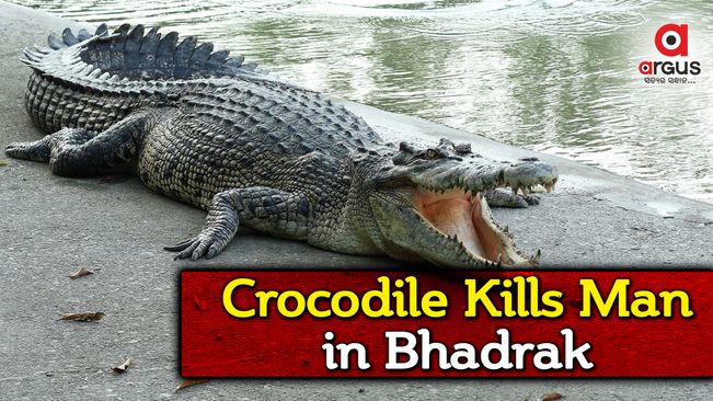 Man killed in crocodile attack in Bhadrak