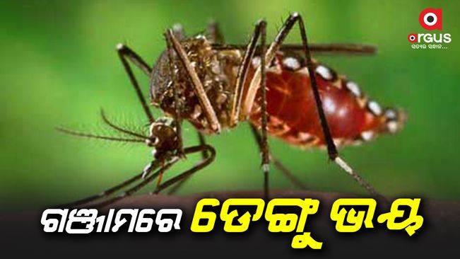 dengue spread in berhampur