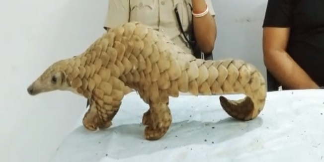 Pangolin weighing 4.5 kg rescued in Koraput, accused escaped