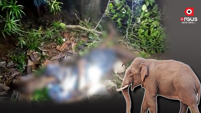 ଦନ୍ତା ହାତୀ ଆକ୍ରମଣରେ ଜଣେ ମୃତ