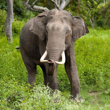 Woman killed, 3 others injured in elephant attack in Khordha village