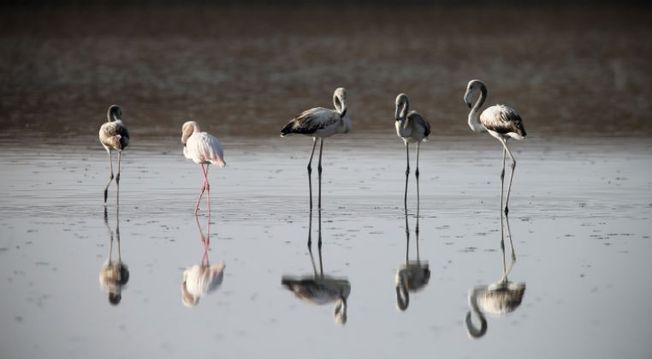 Annual bird counting in Chilika Lake on Jan 4