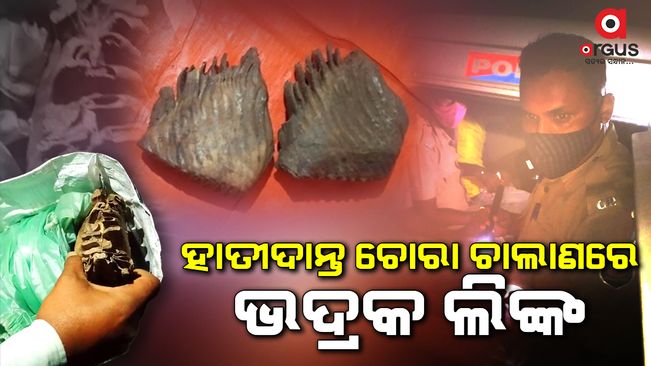 ଏସଟିଏଫ ଓ ବନ ବିଭାଗର ମିଳିତ ଚଢ଼ାଉ, ୩ ଜଣଙ୍କୁ କାବୁ/ 3 arrested in elephant teeth theft issue