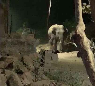 Wild tusker strays into Ravenshaw University second campus in Cuttack