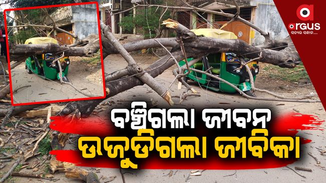 tree fall on auto in driver survive in cuttack