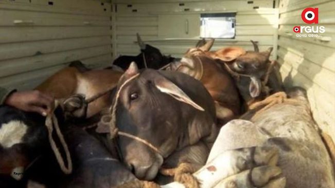 Over 30 cattle rescued from a truck in Balasore