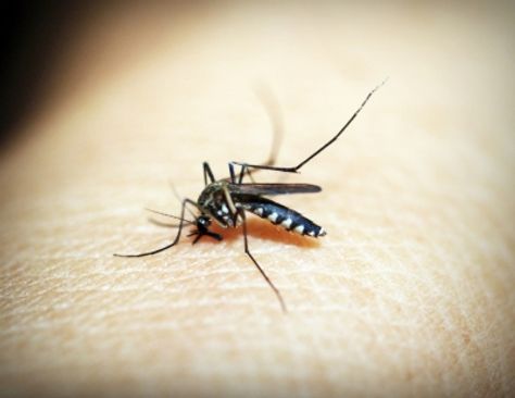Now, dengue menace creates havoc in Odisha