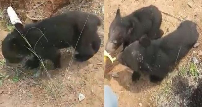 5 bear cubs rescued from Bhubaneswar outskirts