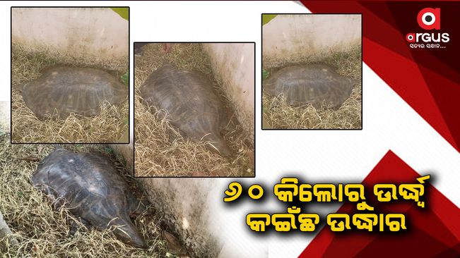 ବିରାଟ କଇଁଛ ଉଦ୍ଧାର