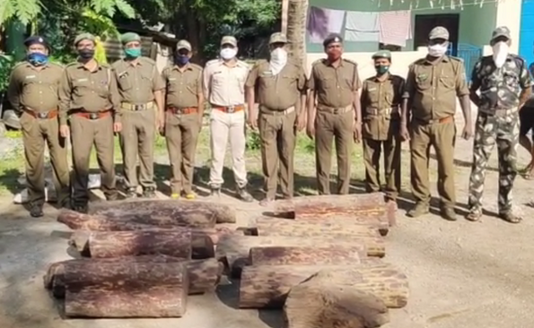 18 pieces of sandalwood logs worth over Rs 15 lakh seized from house in Gajapati