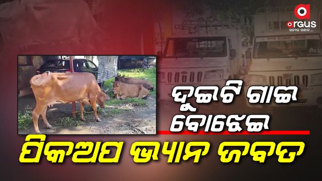 ବେଆଇନ ଗାଈ ବୋଝେଇ ପିକଅପ ଭ୍ୟାନ ଜବତ, ୬ଟି ଗାଇ ଉଦ୍ଧାର/ Pickup van loaded with illegal cows seized