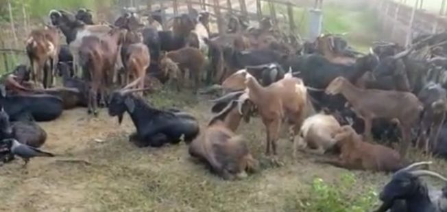 Over 100 goats crushed to death by speeding hyva in Nayagarh