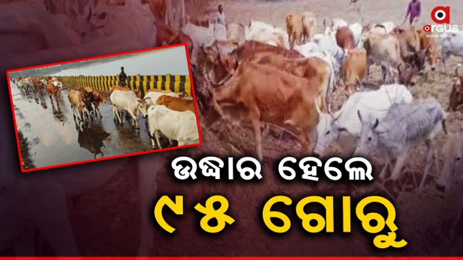 Illegal cattle raid and rescue