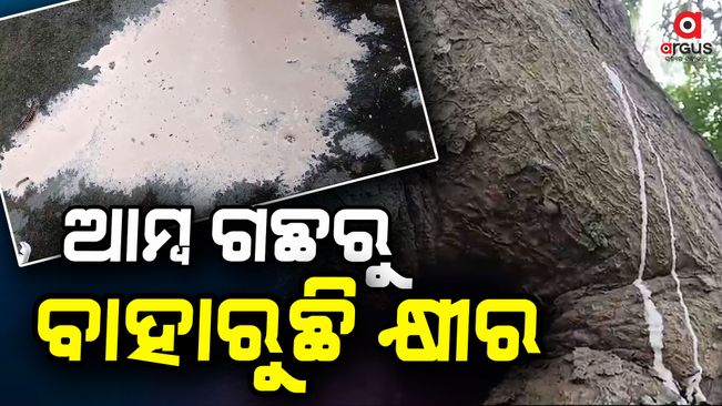 milk-oozing-from-mango-tree-at-begunia-khurda