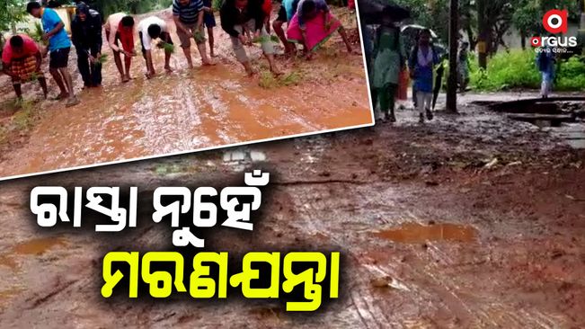 Odisha Villagers Plant Paddy Saplings On Muddy Road