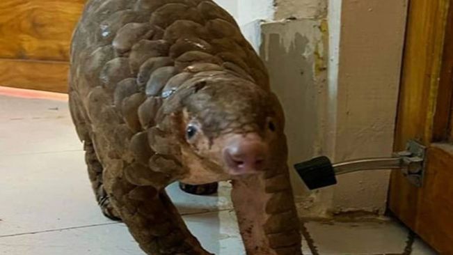 Special Task Force Arrests Two For Smuggling Pangolin In Odisha