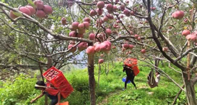 Climate Change Upsets The Apple Cart Of Orchardists In Himachal Pradesh