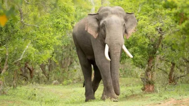 Elephant Tramples Woman In Keonjhar Jungles 