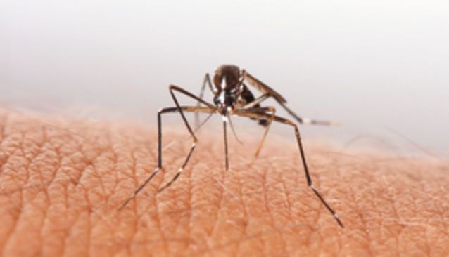 New Vaccine Offers High Protection Against Malaria