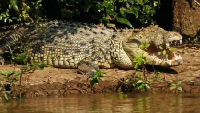 Kendrapara: Crocodile Drags Man Into Kharasrota River