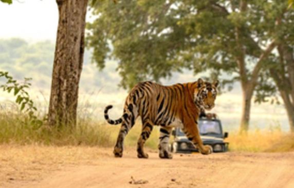 India’s Tiger Population Rises To 3,682, Doubles Since 2006