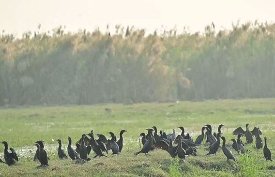 Odisha: Migratory Birds Arrive At Chilika Lake As Winter Sets In