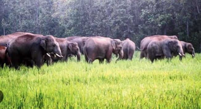 Odisha Govt To Disconnect Power Supply In Villages Where People Engaged In Wildlife Poaching