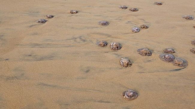 Berhampur: Hundreds Of Jelly Fish Found Dead On Gopalpur Sea Shore 