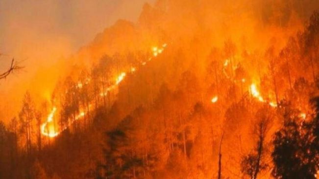 Wildfire breaks out in forest area in Andhra Pradesh's Nellore