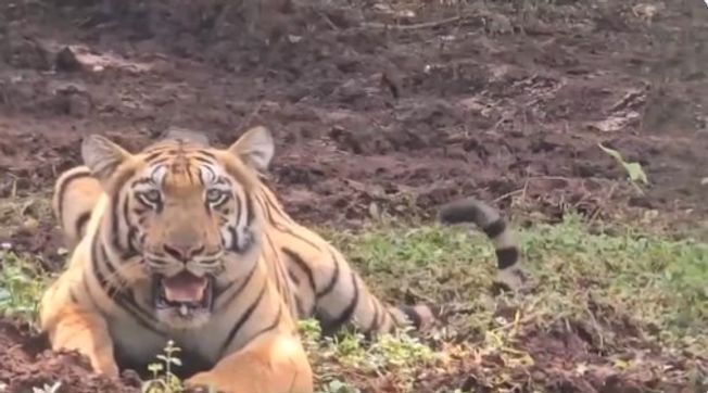 Tigress Brought From Maharashtra Released Into Special Enclosure In Odisha’s Similipal Tiger Reserve