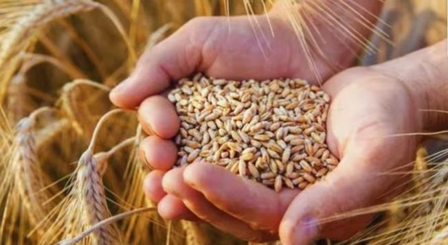 Cabinet Approves MSP For Rabi Crops For Marketing Season 2025-26