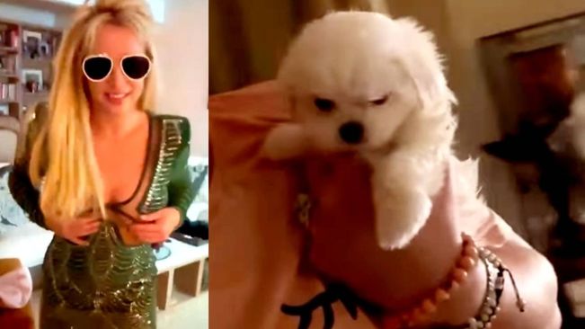 Britney Spears Called Off Birthday Party To Take Her Dog To Vet