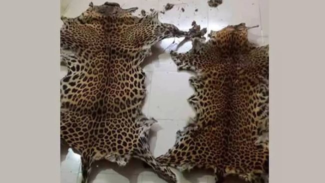 Leopard Skins Seized In Odisha Village, One Arrested