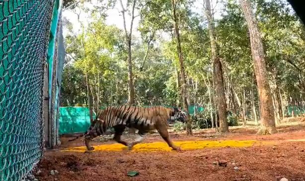 2nd Tigress Brought From Maharashtra Released In 'Soft Enclosure' In Odisha’s Similipal