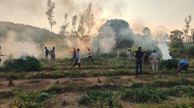 Over 24,000 Ganja Plants Destroyed In Koraput