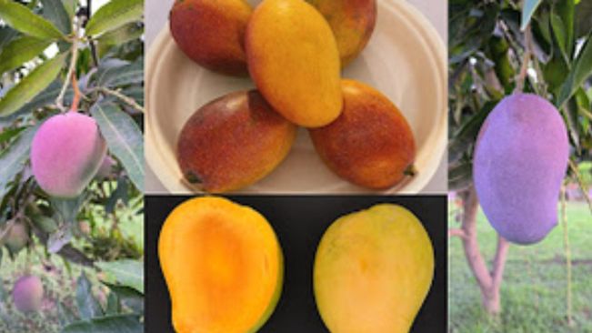 Colourful mangoes on your plate soon, UP-based institute to introduce two varieties