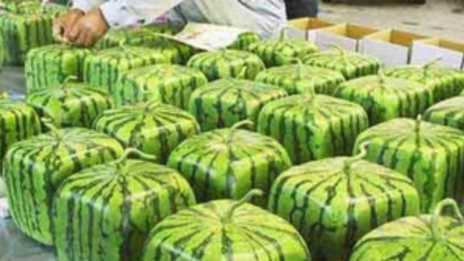 Now Get Square Shaped Water Melons This Summer